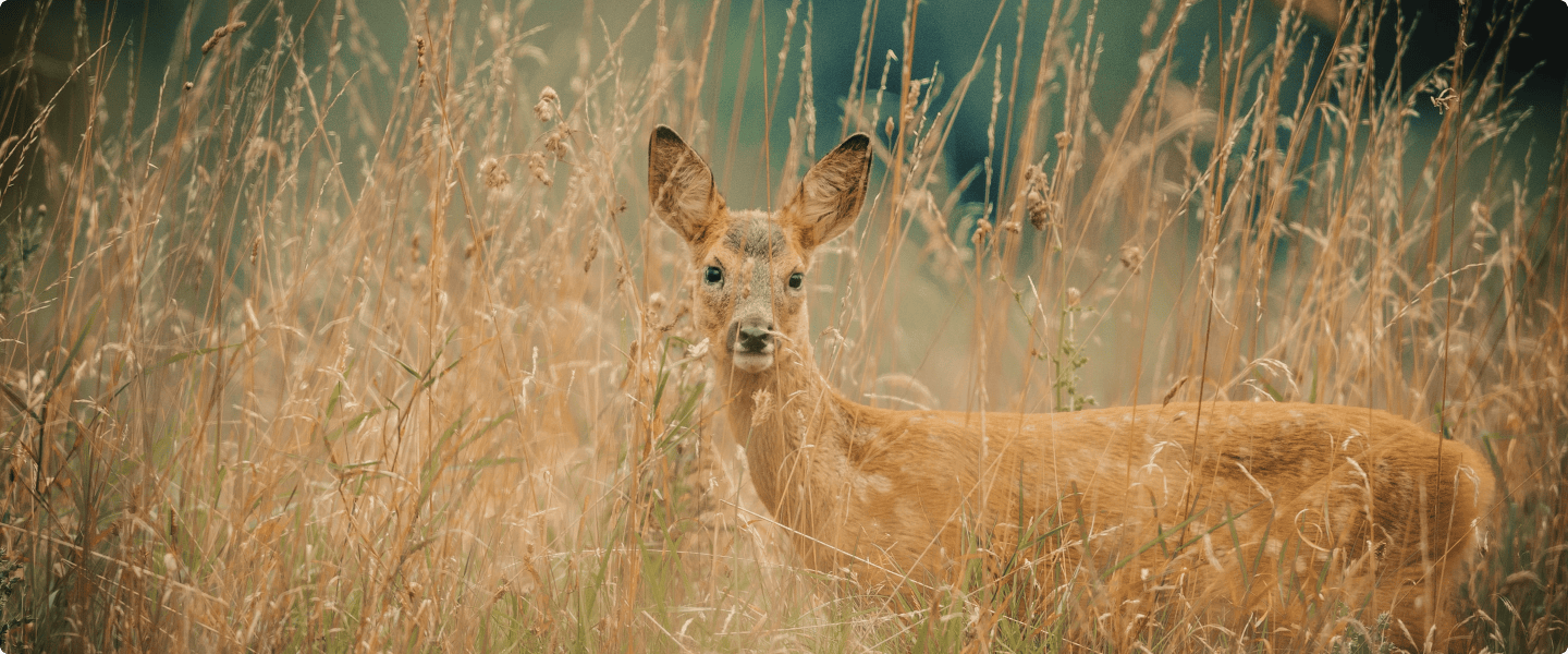 Medizinrad im Jahreskreis im Einklang mit der Natur